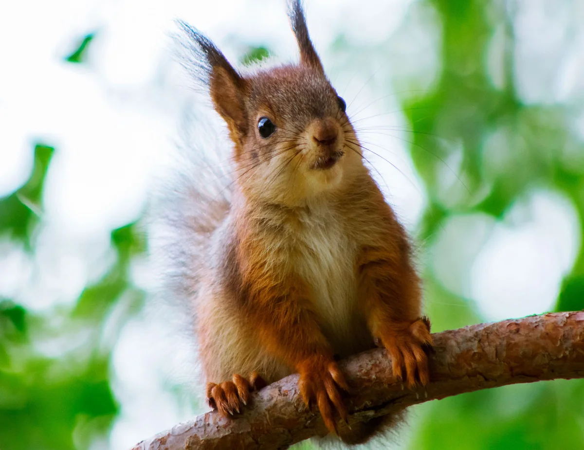 Baby Squirrel