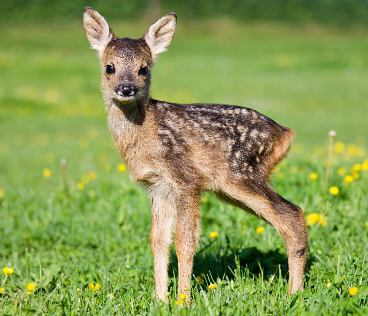 Cute fawn standing on grass