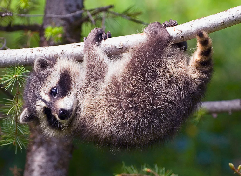 Baby racoon in tree