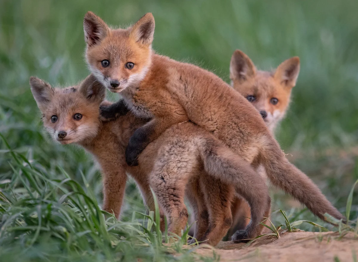 Fox Pups On Grassy Field