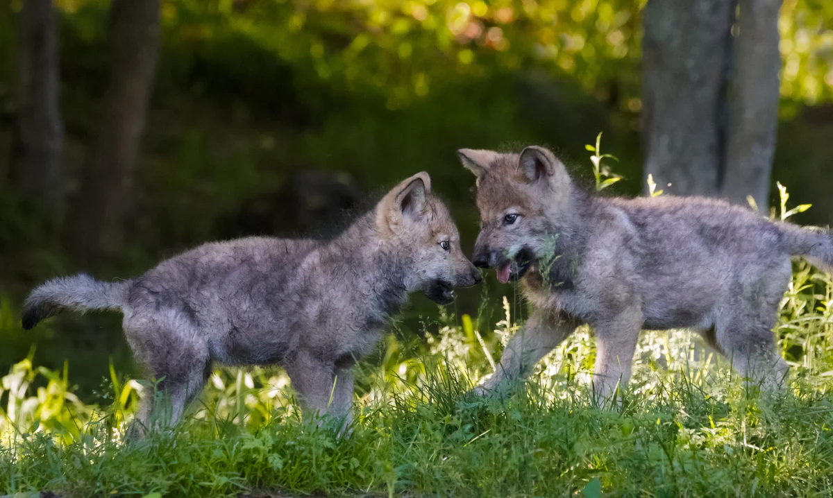 Two young gray wolves pups are playing
