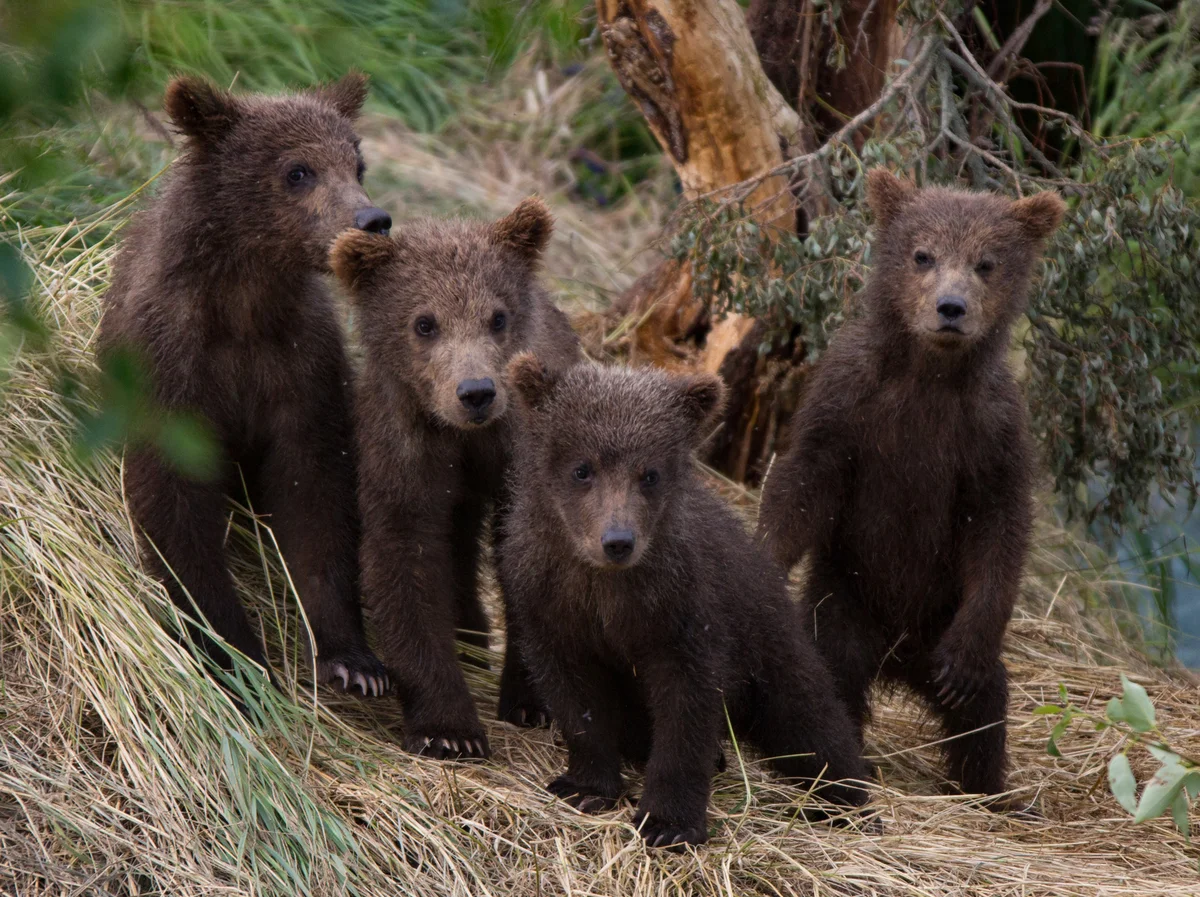 Alaskan Brown Bear Cubs