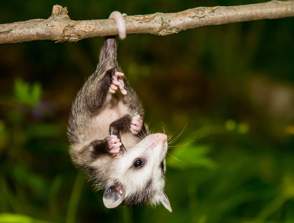 Baby Opossum