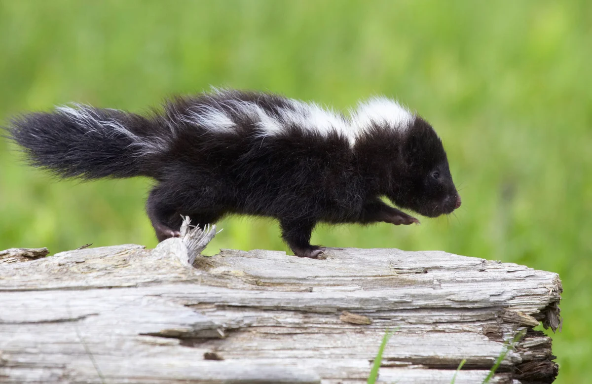 Baby skunk on log