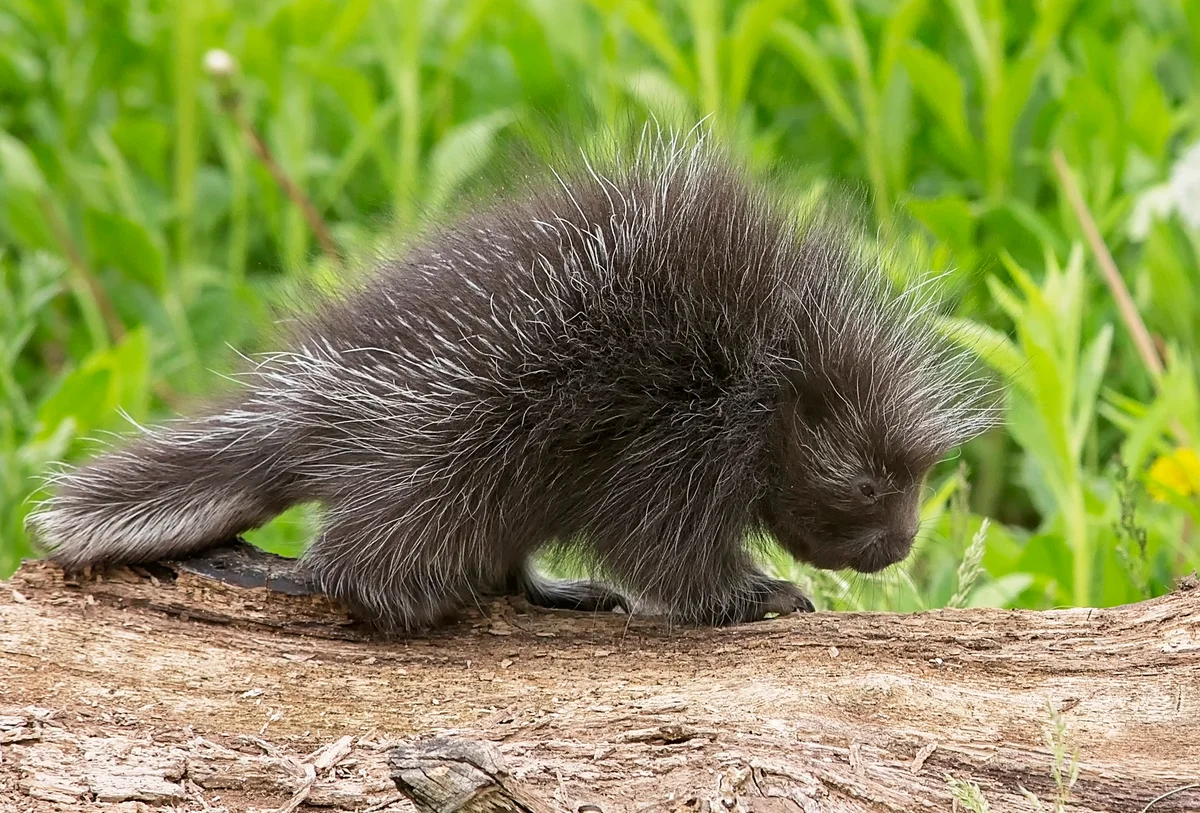 Baby Porcupine