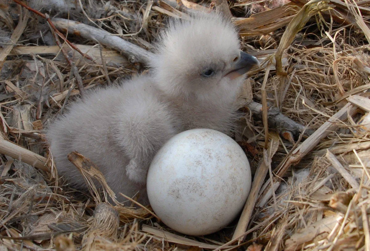 Young Eagle Chick in Nest