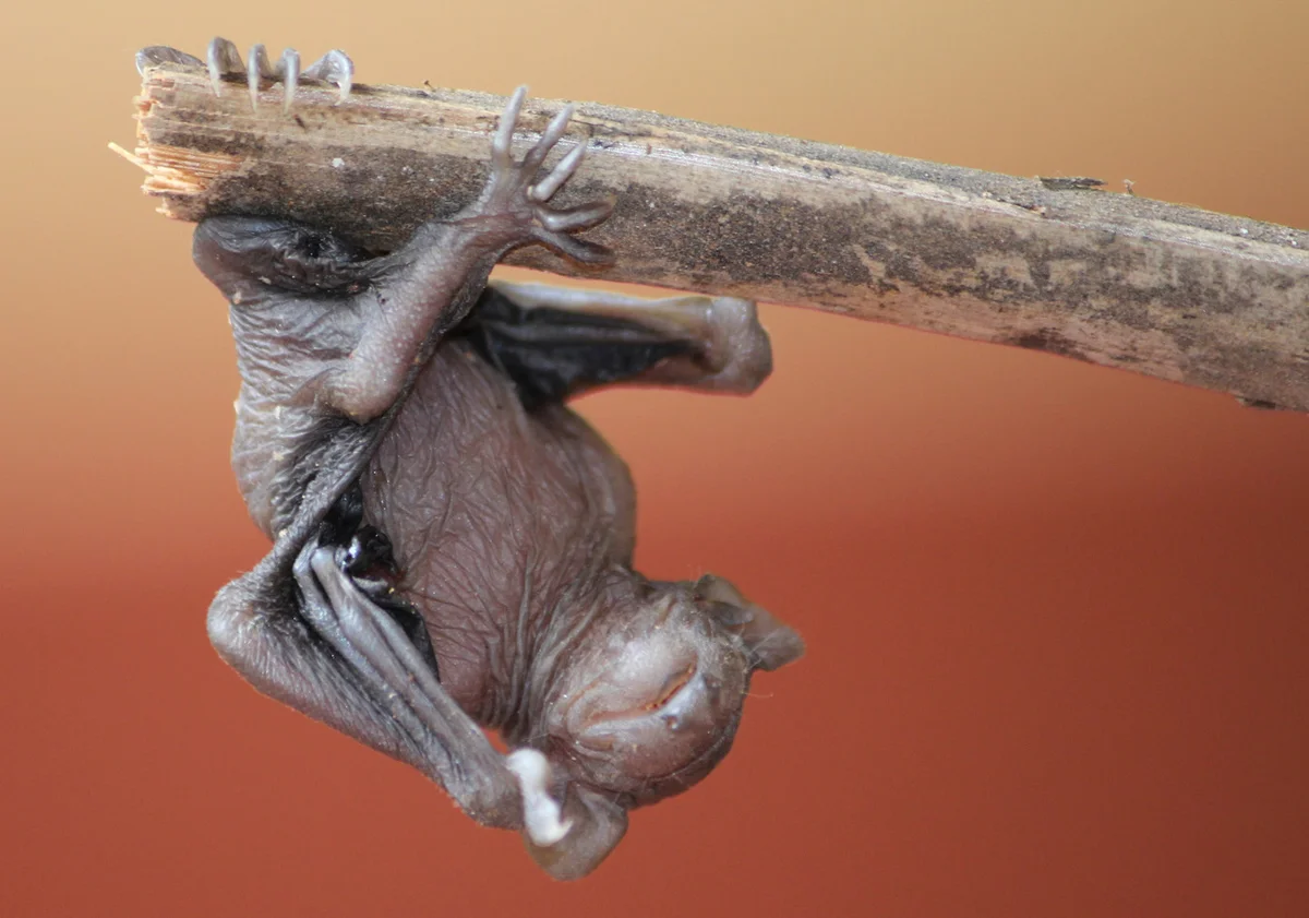 baby Bat on a Limb