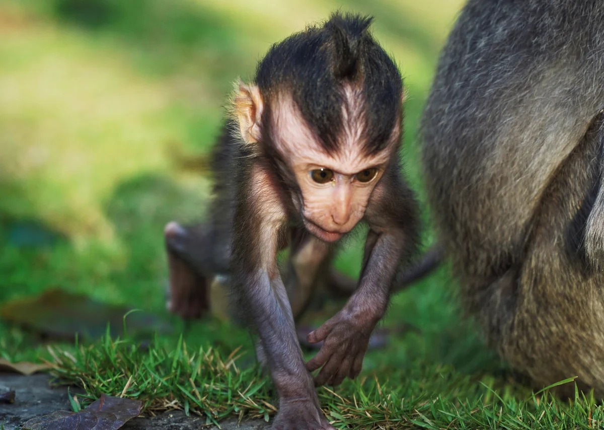 Baby Monkey