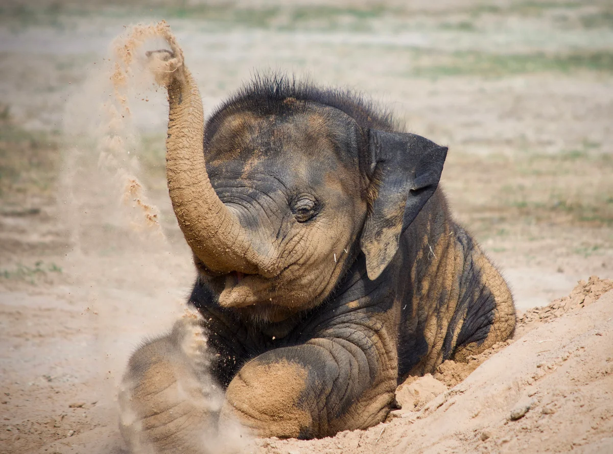 Baby Elephant