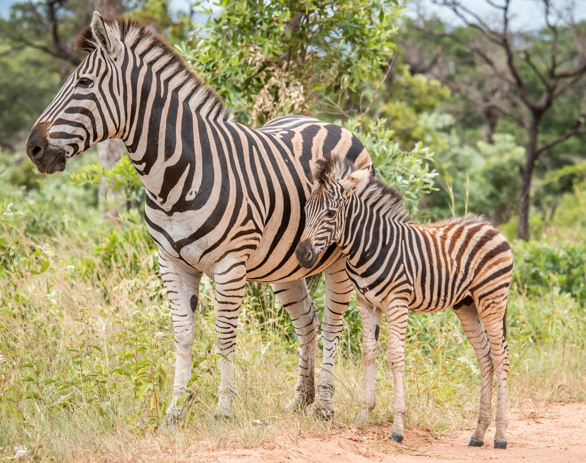 Baby Zebra