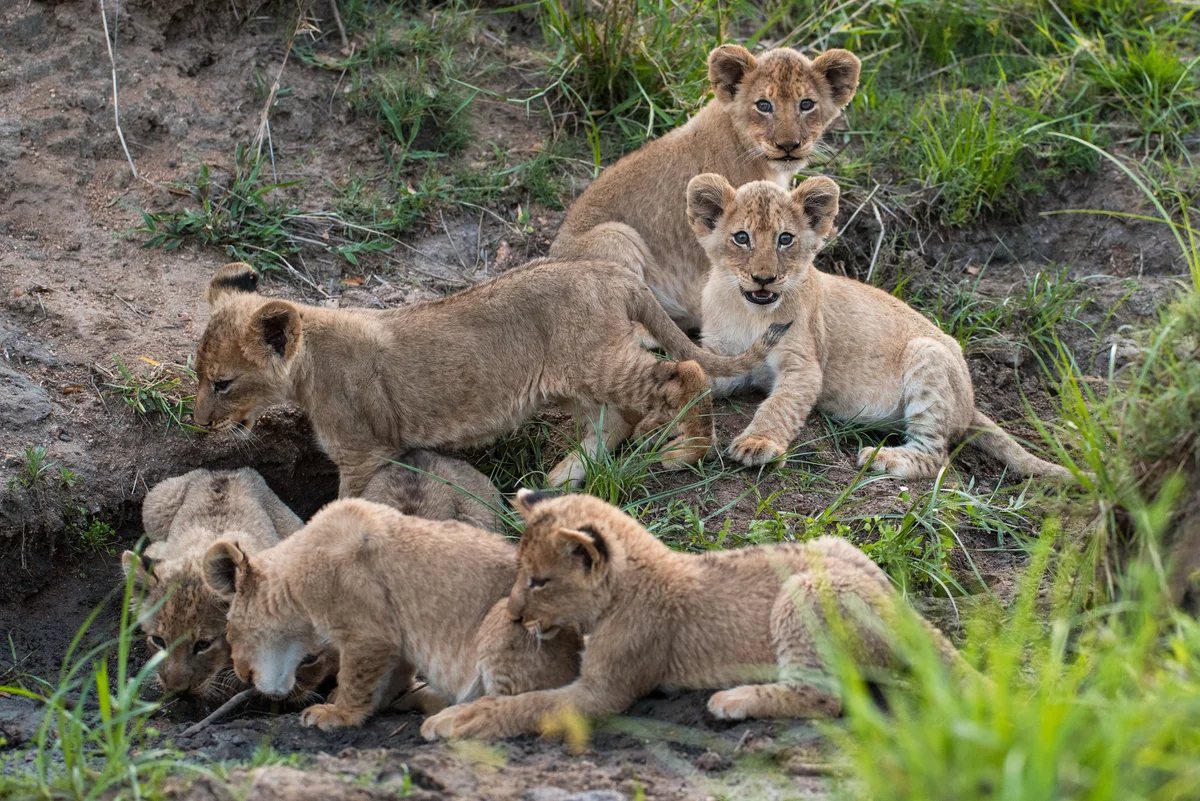 Baby lion cubs