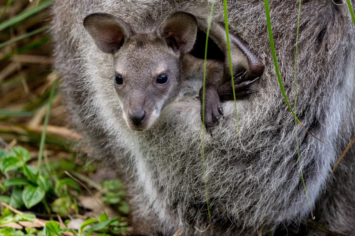 Baby Kangaroo