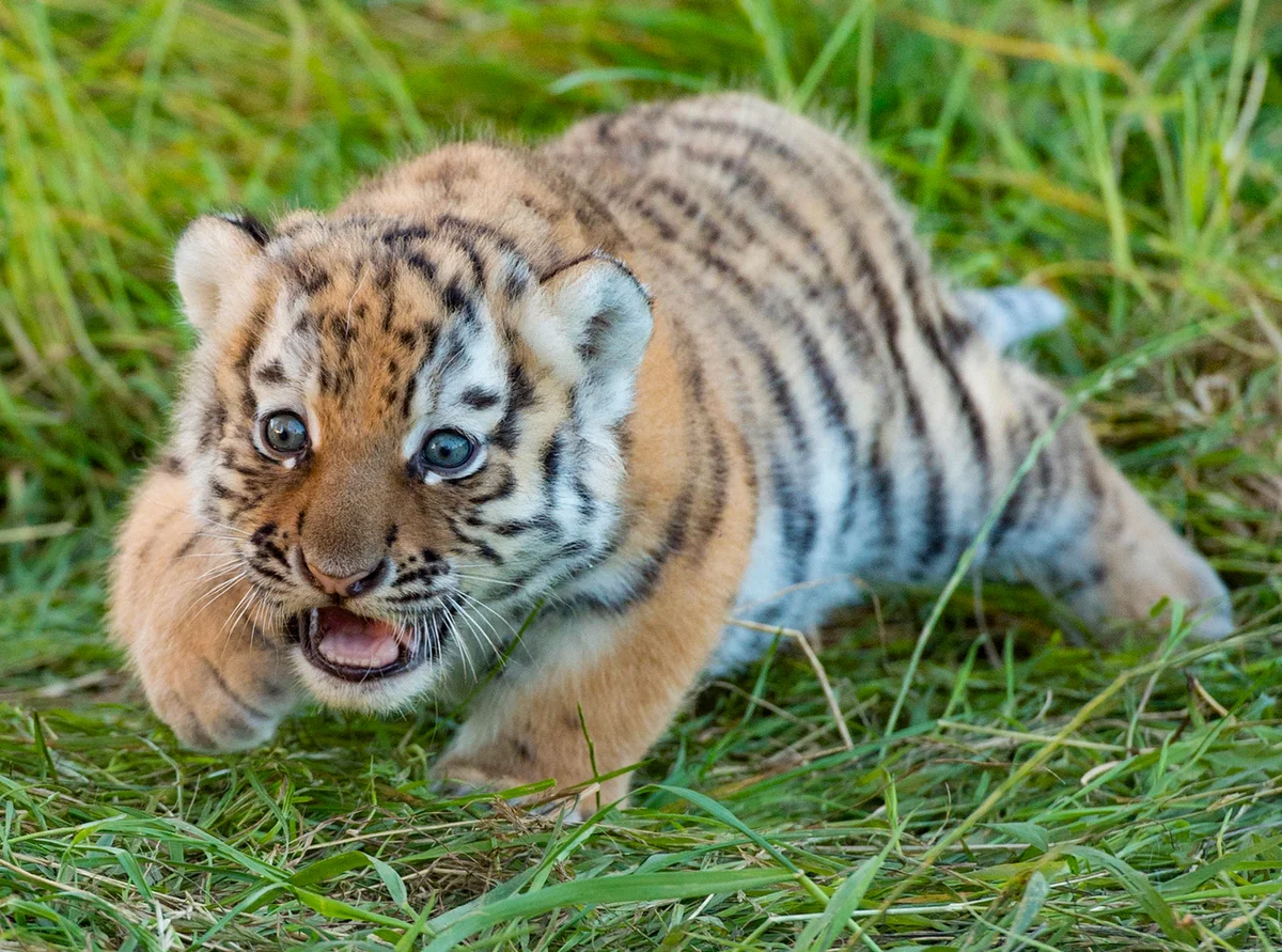 Baby Tiger