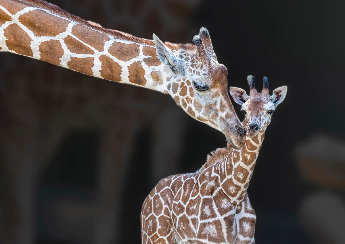 Baby giraffe with mom