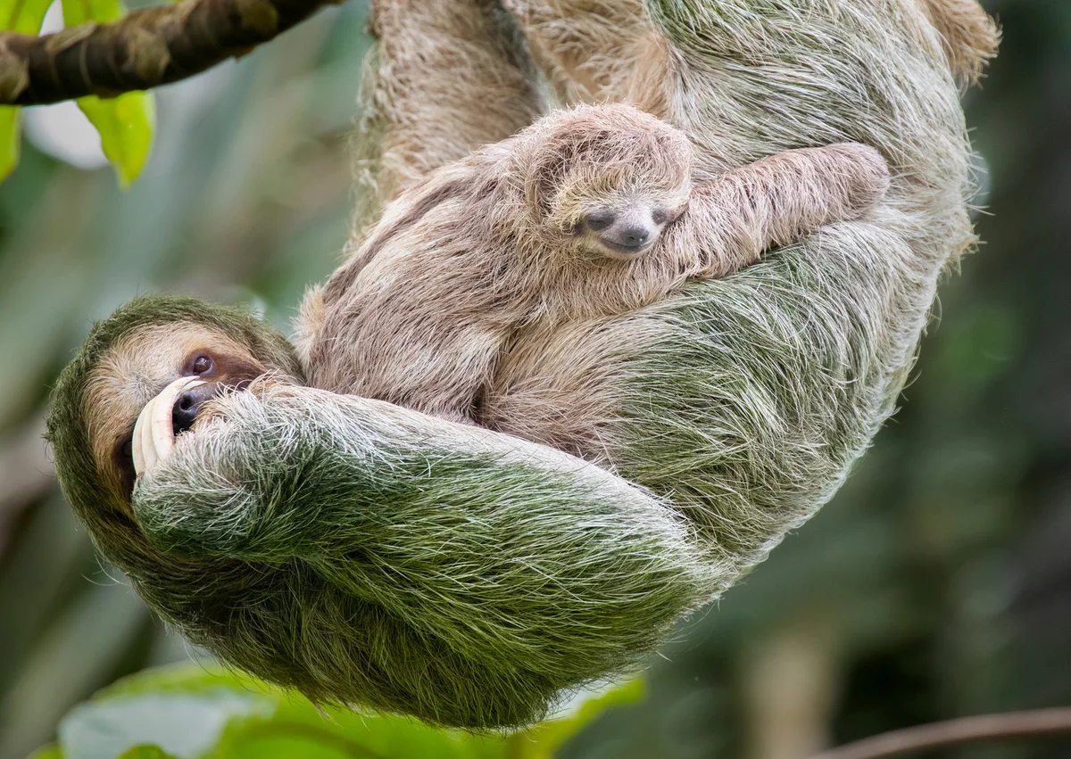 Baby sloth