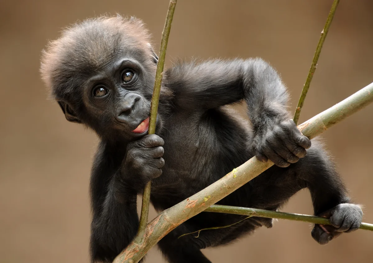Baby Gorilla