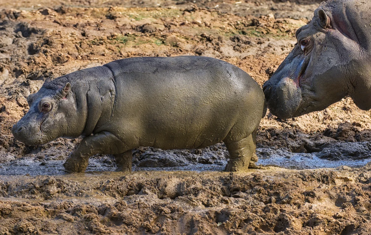 Baby Hippopotamus