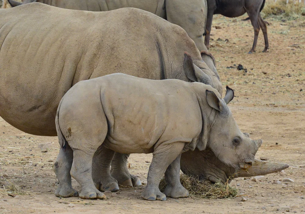 Baby Rhinoceros