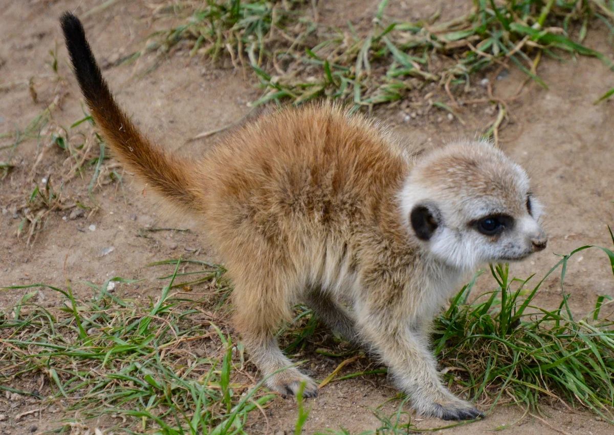 Baby Meerkat