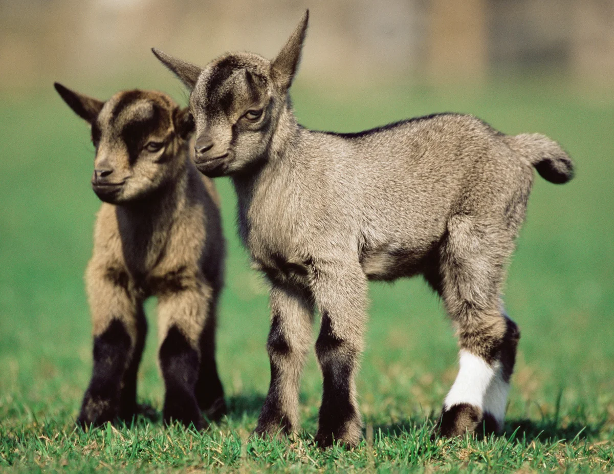 Two kid goats in field