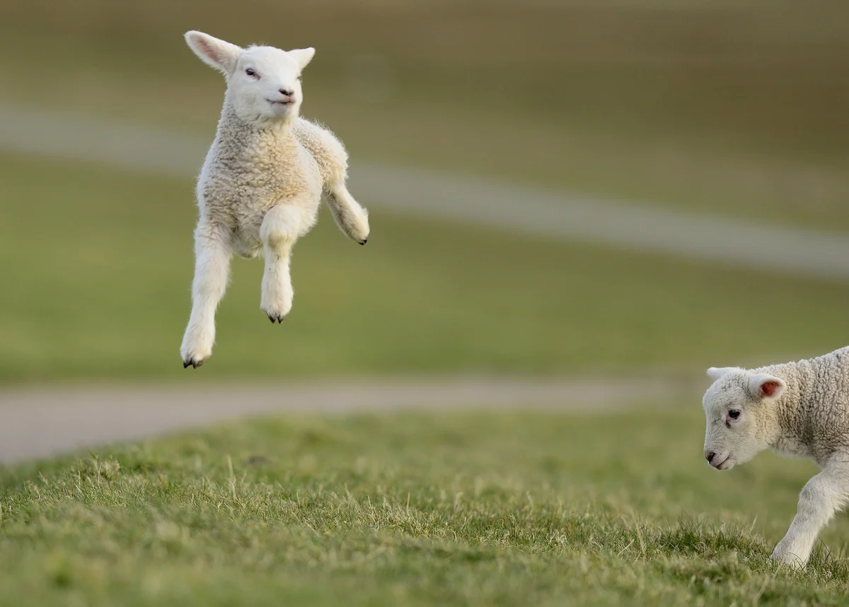 Baby lamb jumping in field