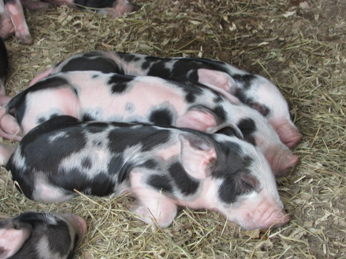 Baby pigs