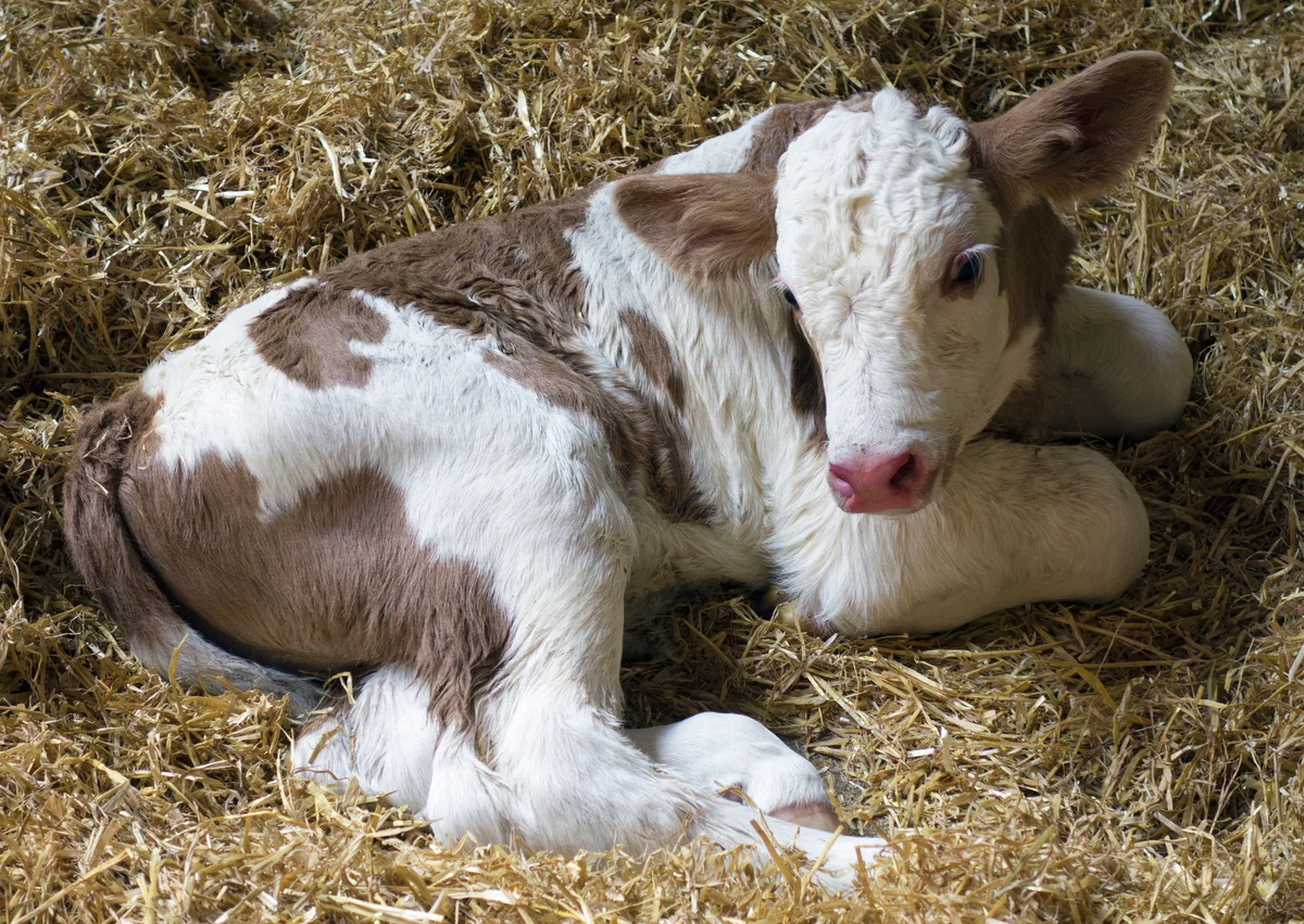 Baby cow calf