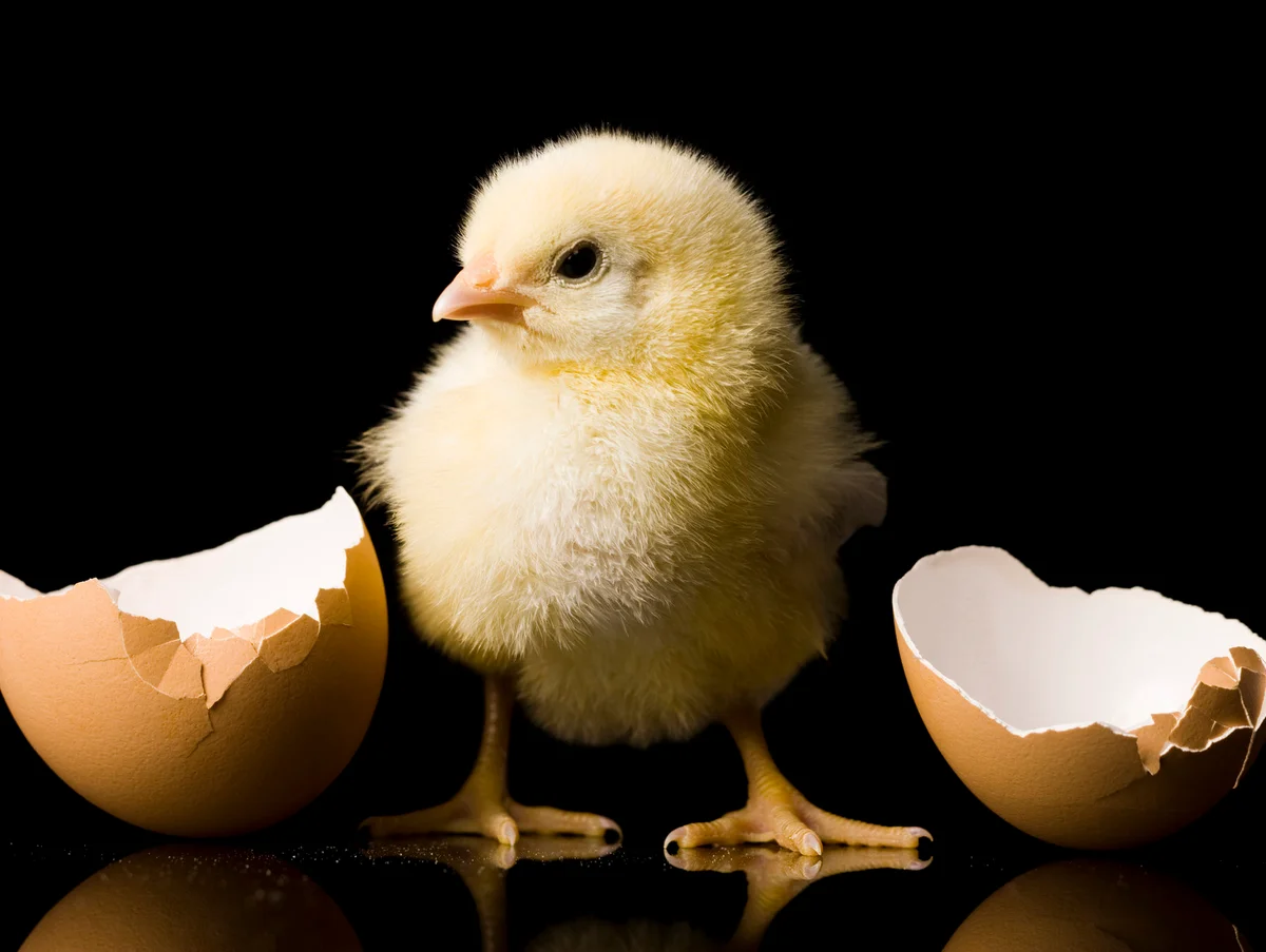 Baby chick hatchling