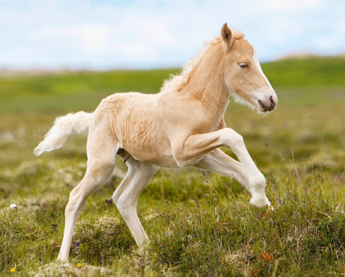 Baby Horse