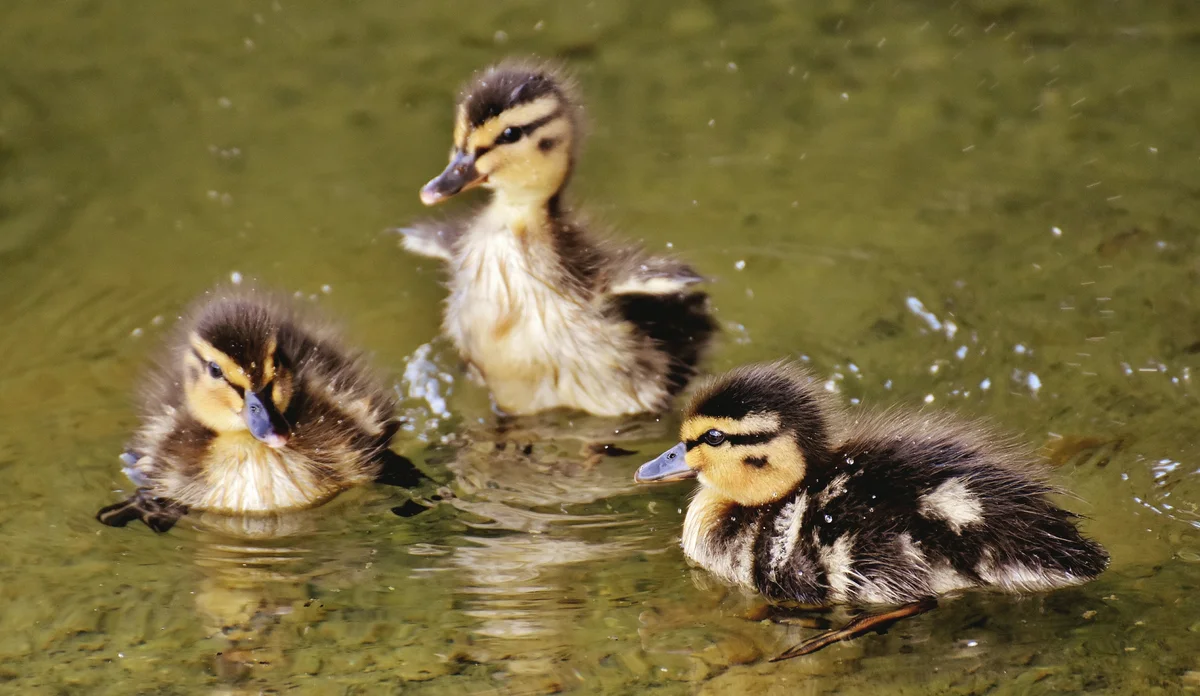 Ducklings