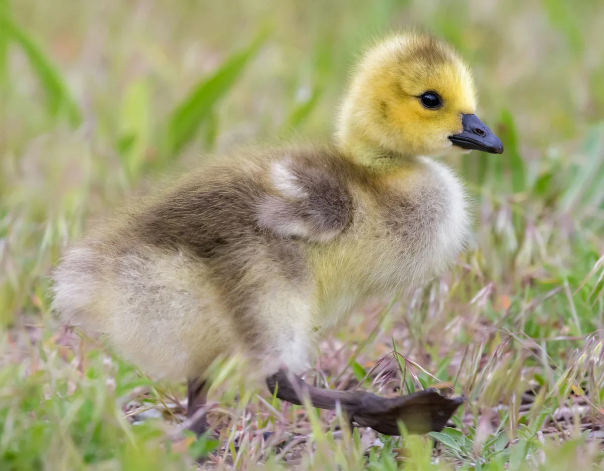 Baby Goose