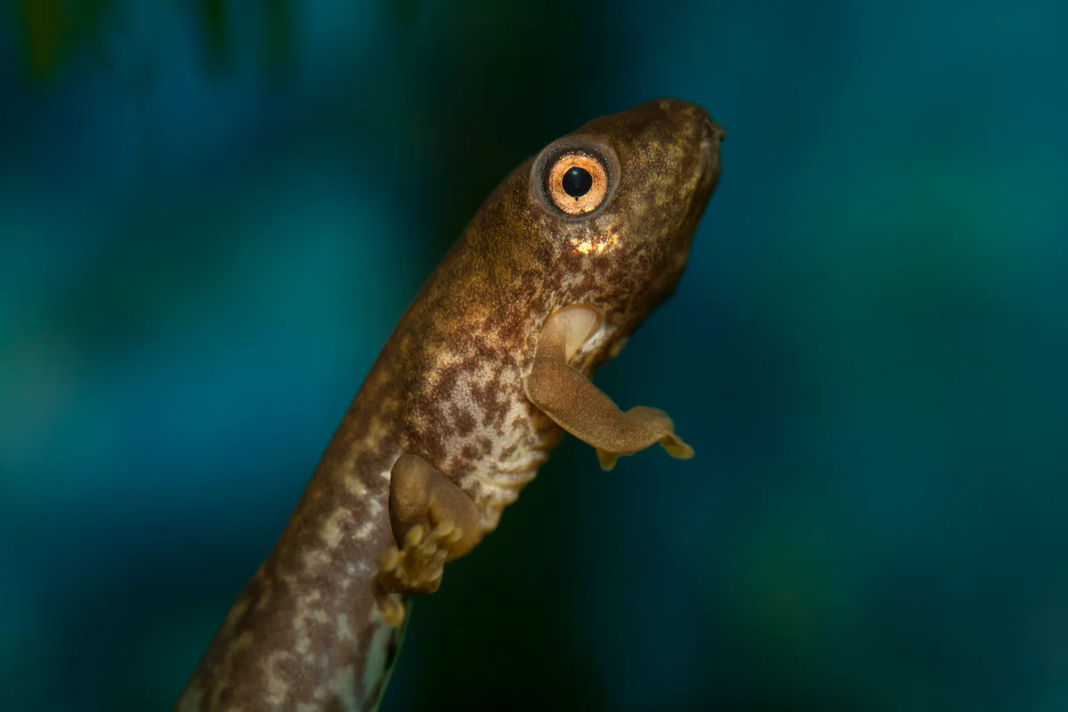 Tadpole