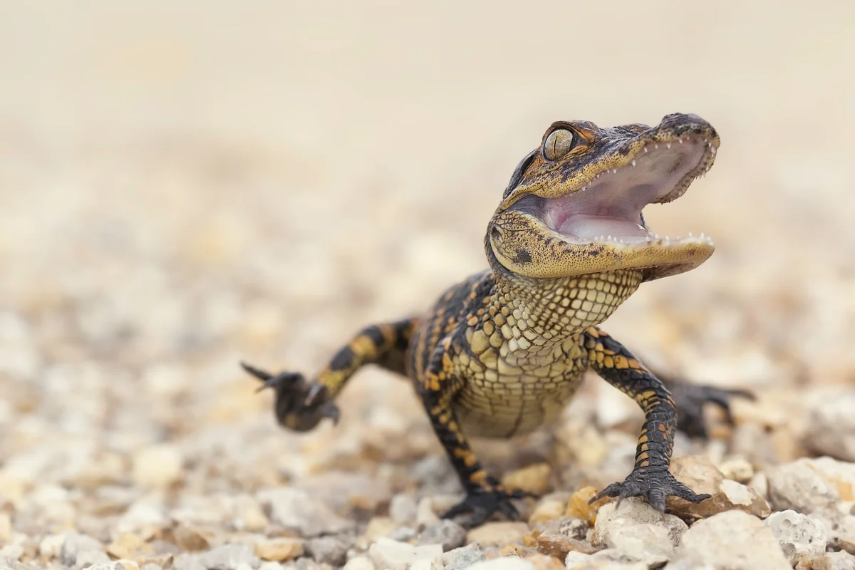 Baby Alligator