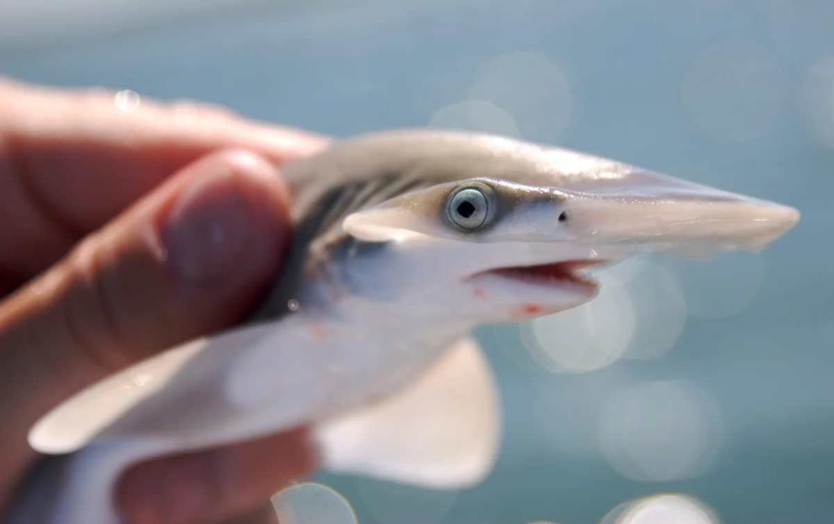 Baby Shark