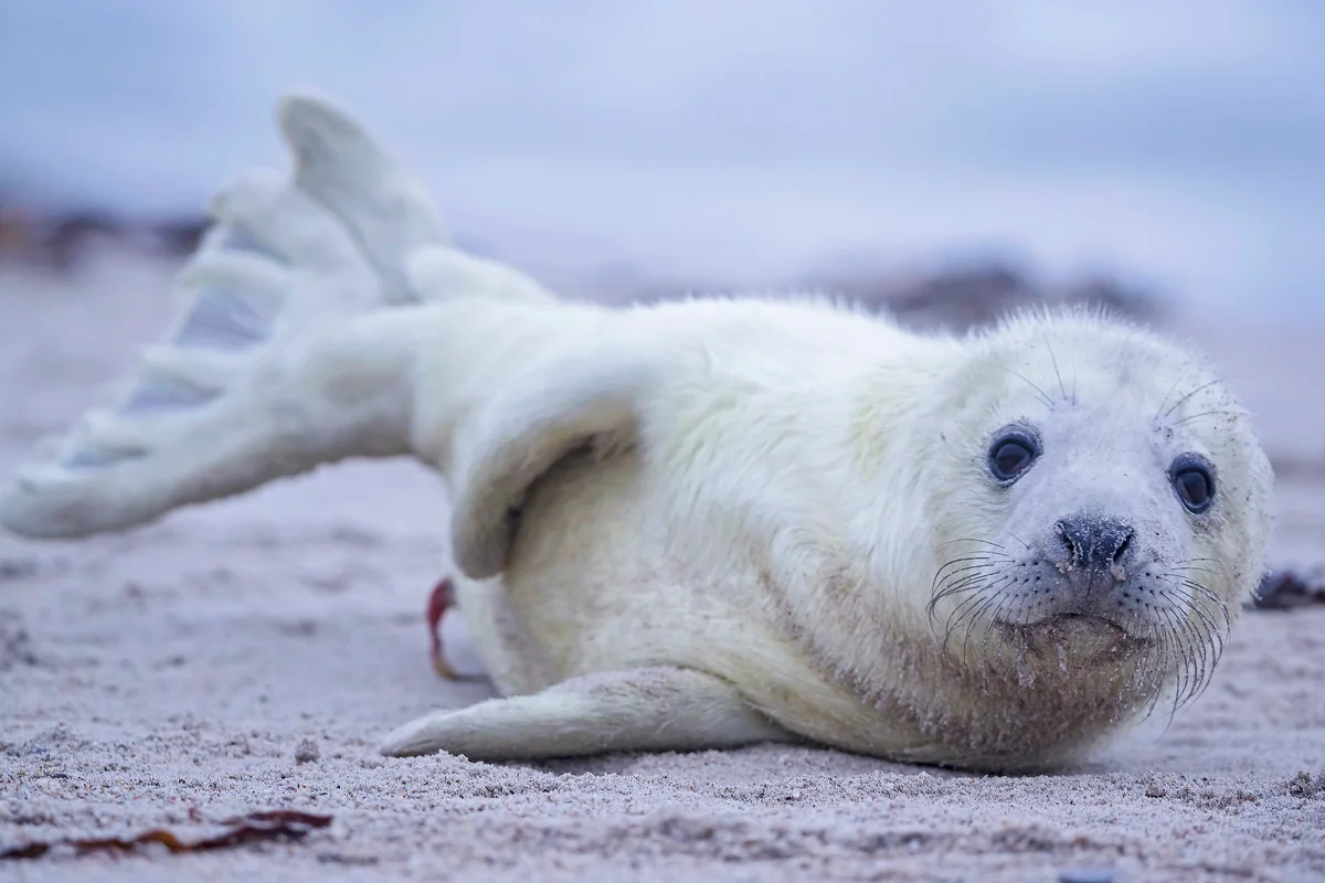 Baby Seal