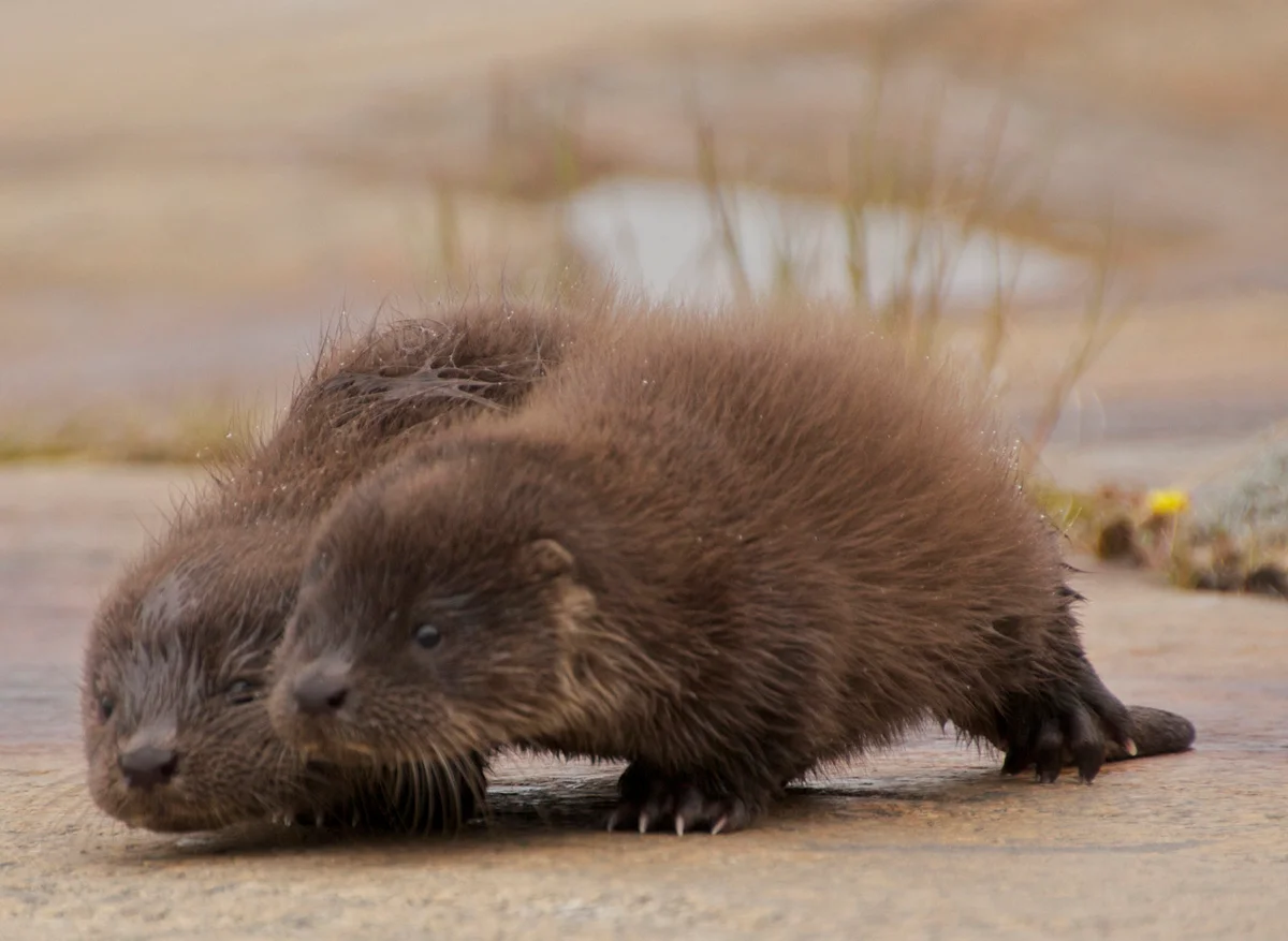 Baby Otter