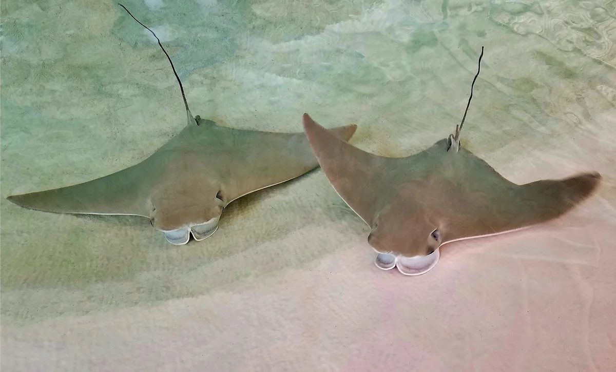 Baby Stingrays