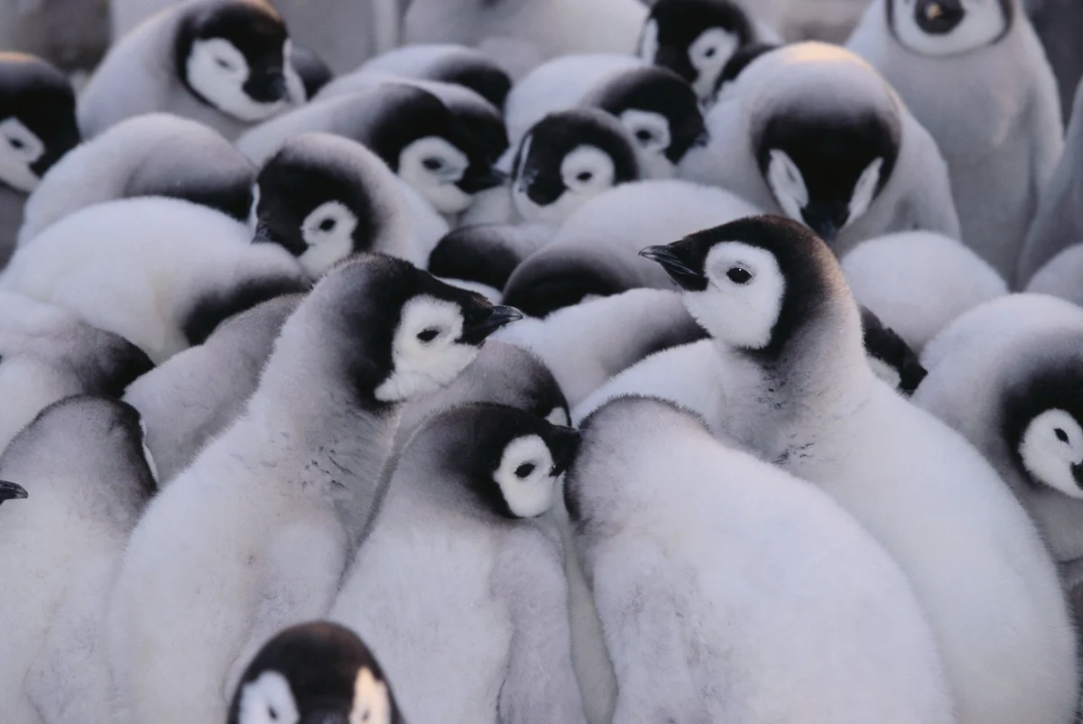 Baby Penguins