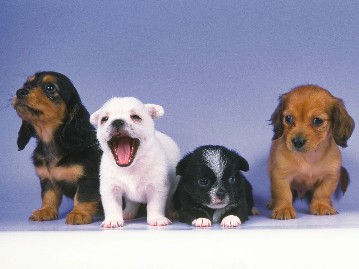 Puppies