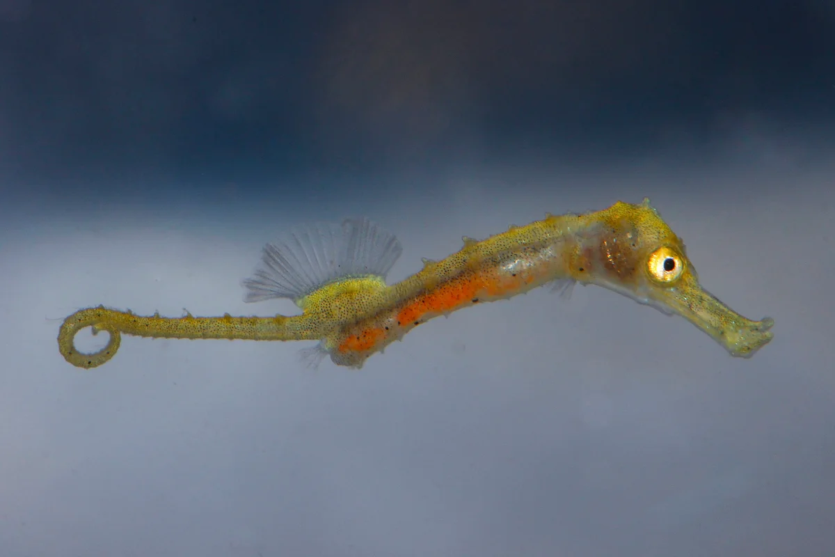 Baby seahorse