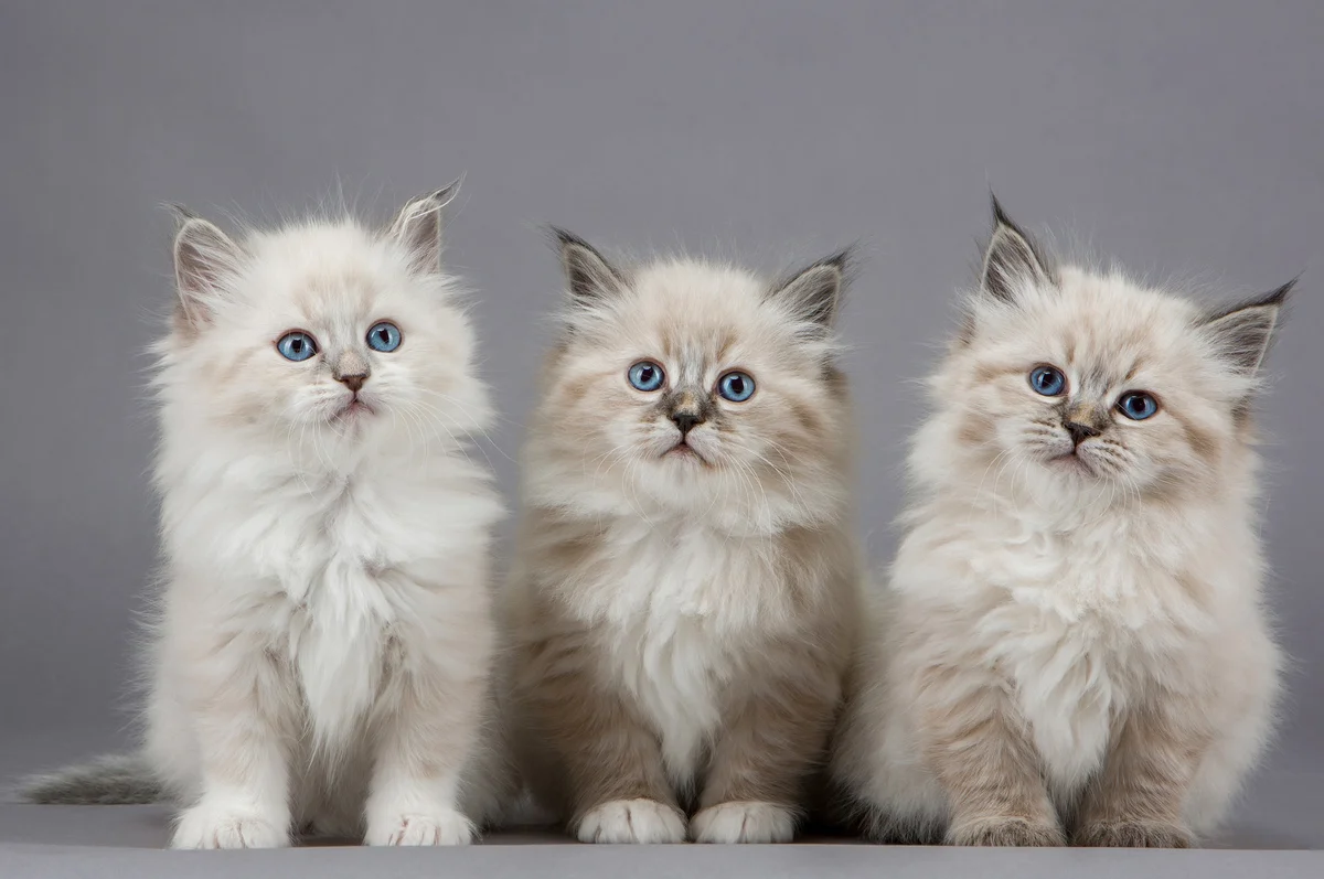 Kittens