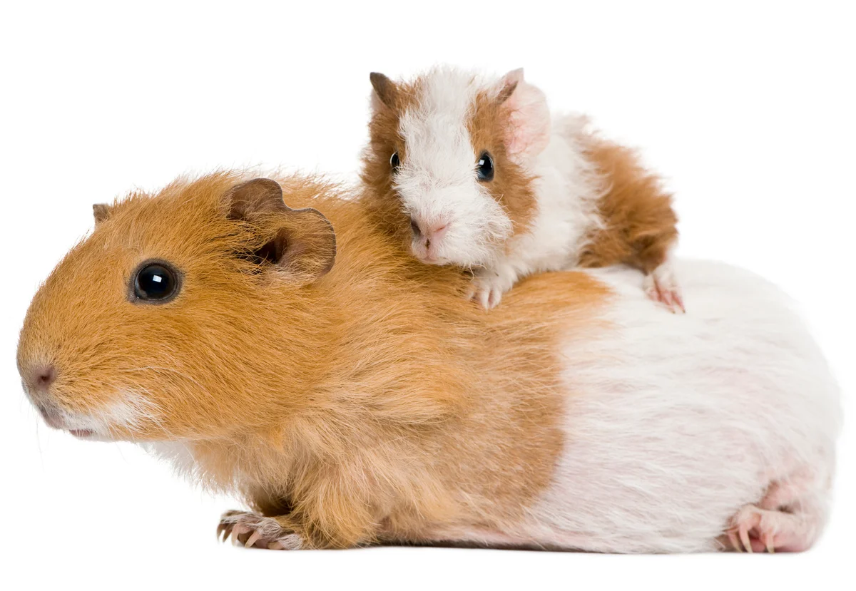 Baby Guinea Pig