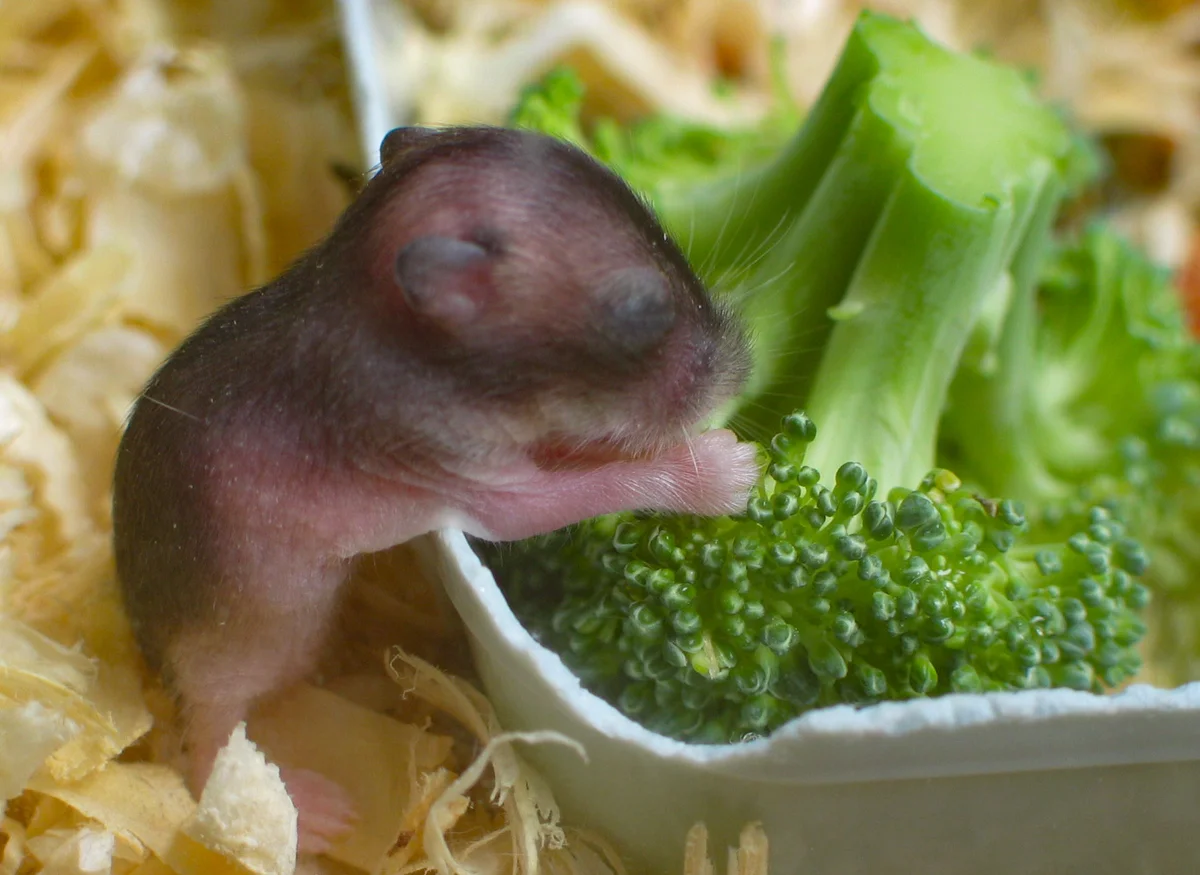 Baby Hamster
