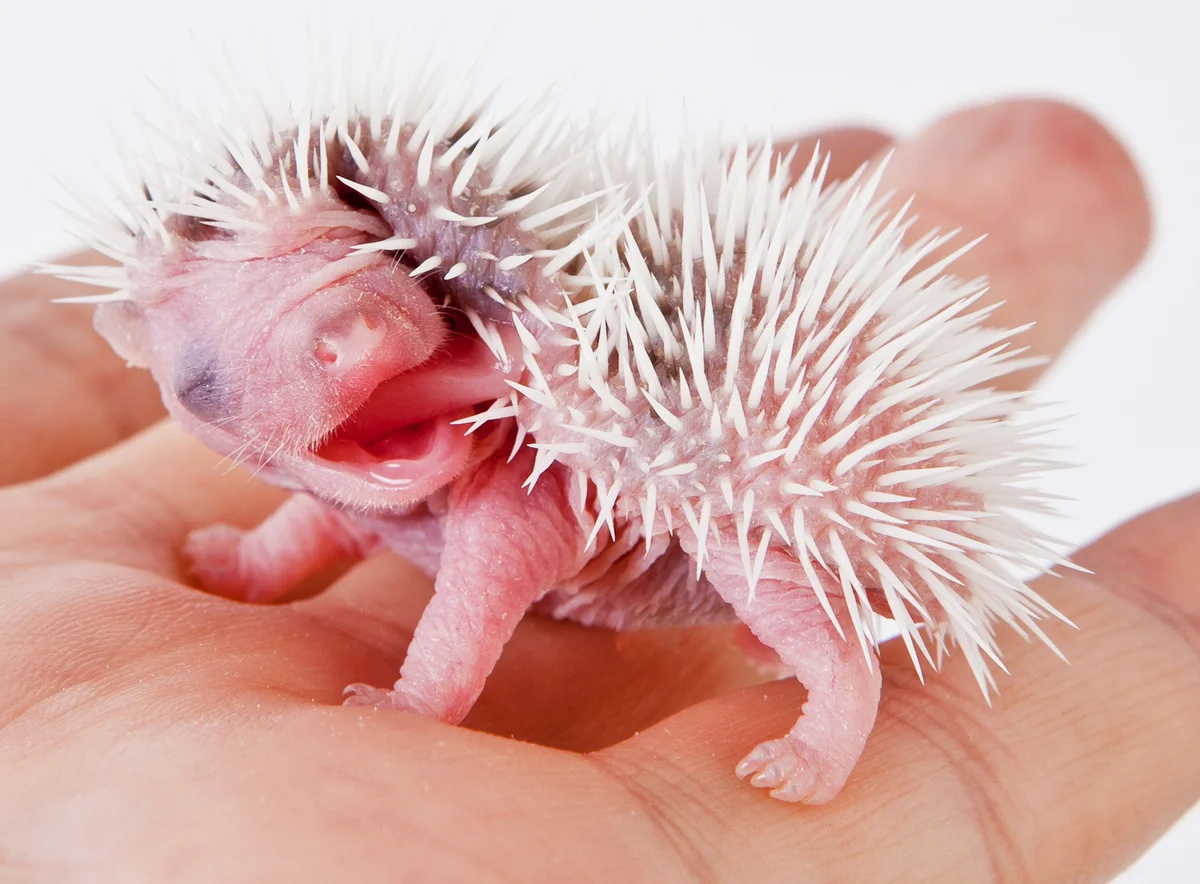 Baby Hedgehog