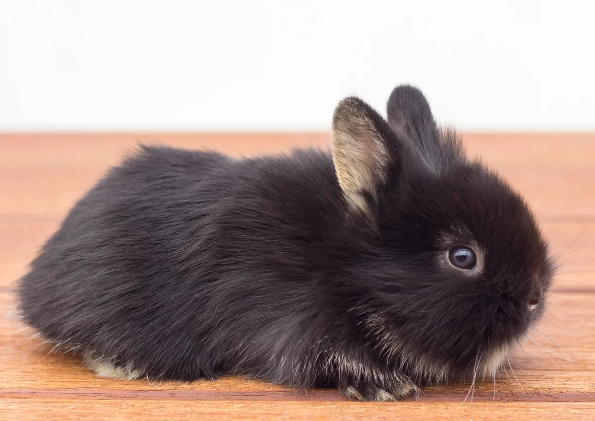 Baby Bunny Rabbit