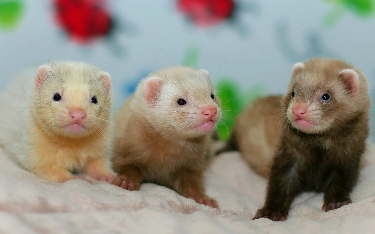 Baby Ferrets