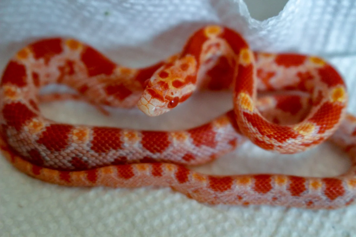 Baby Corn Snake