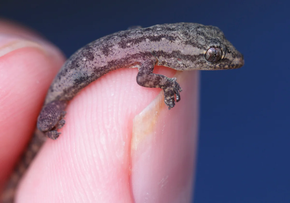Baby Gecko