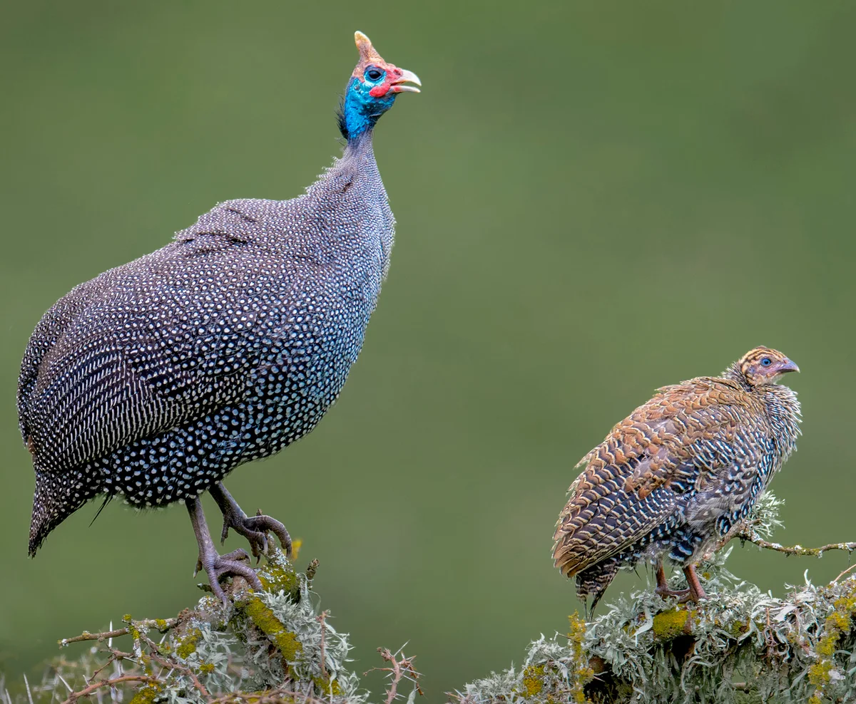 Guinea Fowl with baby in the Serengeti