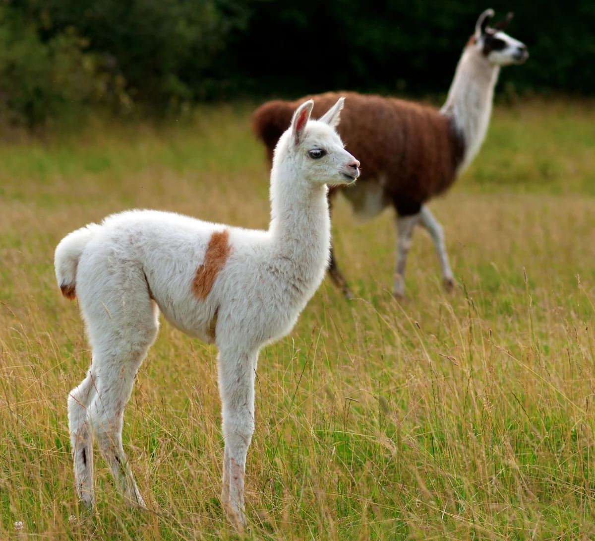 Baby llama